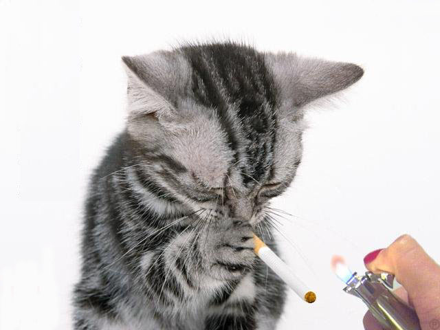 Funny Smoking Cat